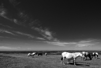 DSC_4759 -1sw